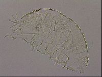 Testechiniscus laterculus image