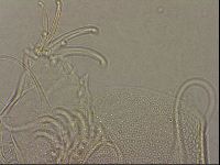 Testechiniscus laterculus image