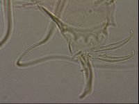 Testechiniscus laterculus image