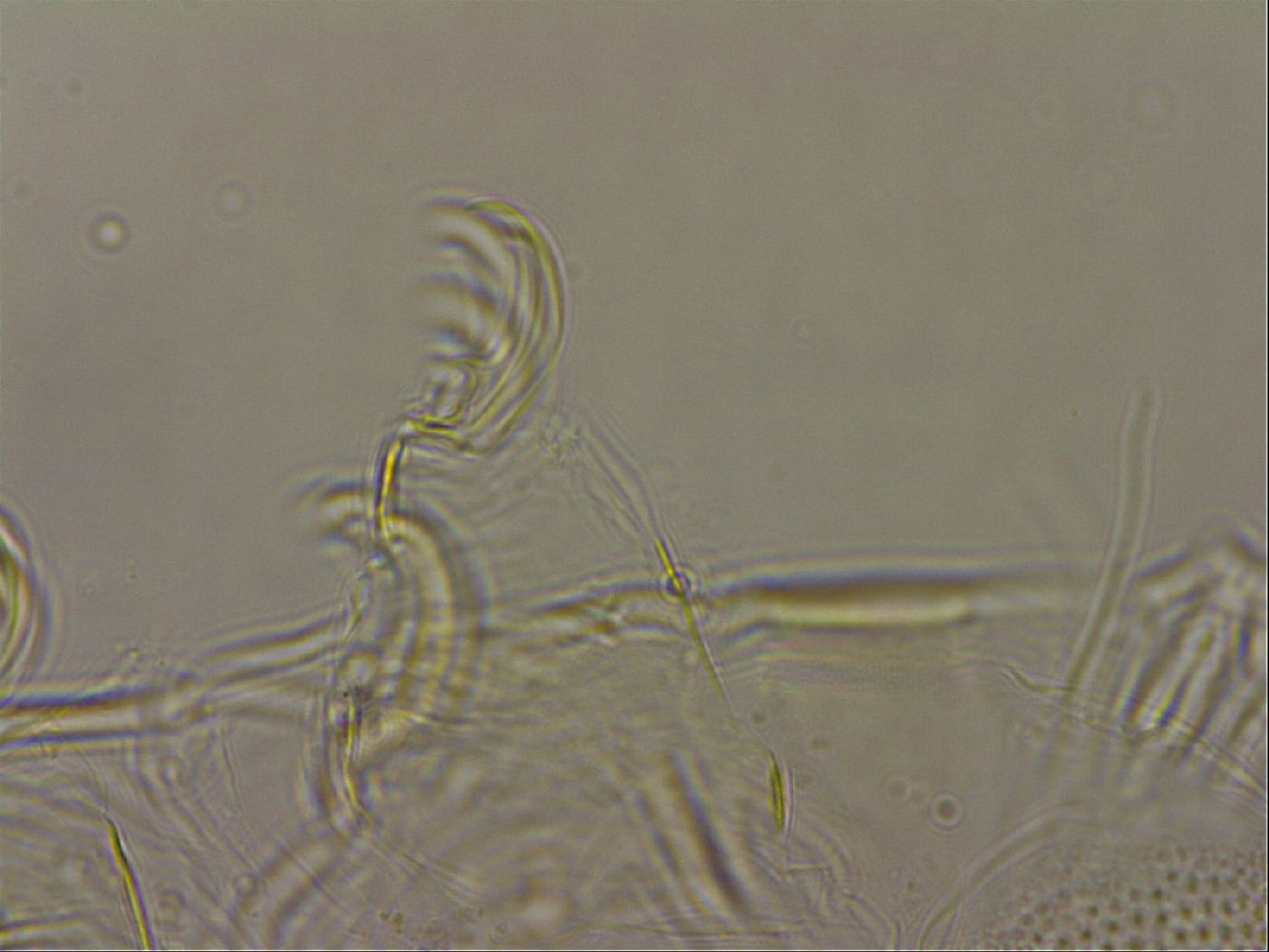 Testechiniscus laterculus image