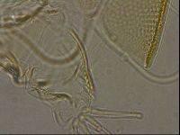 Testechiniscus laterculus image