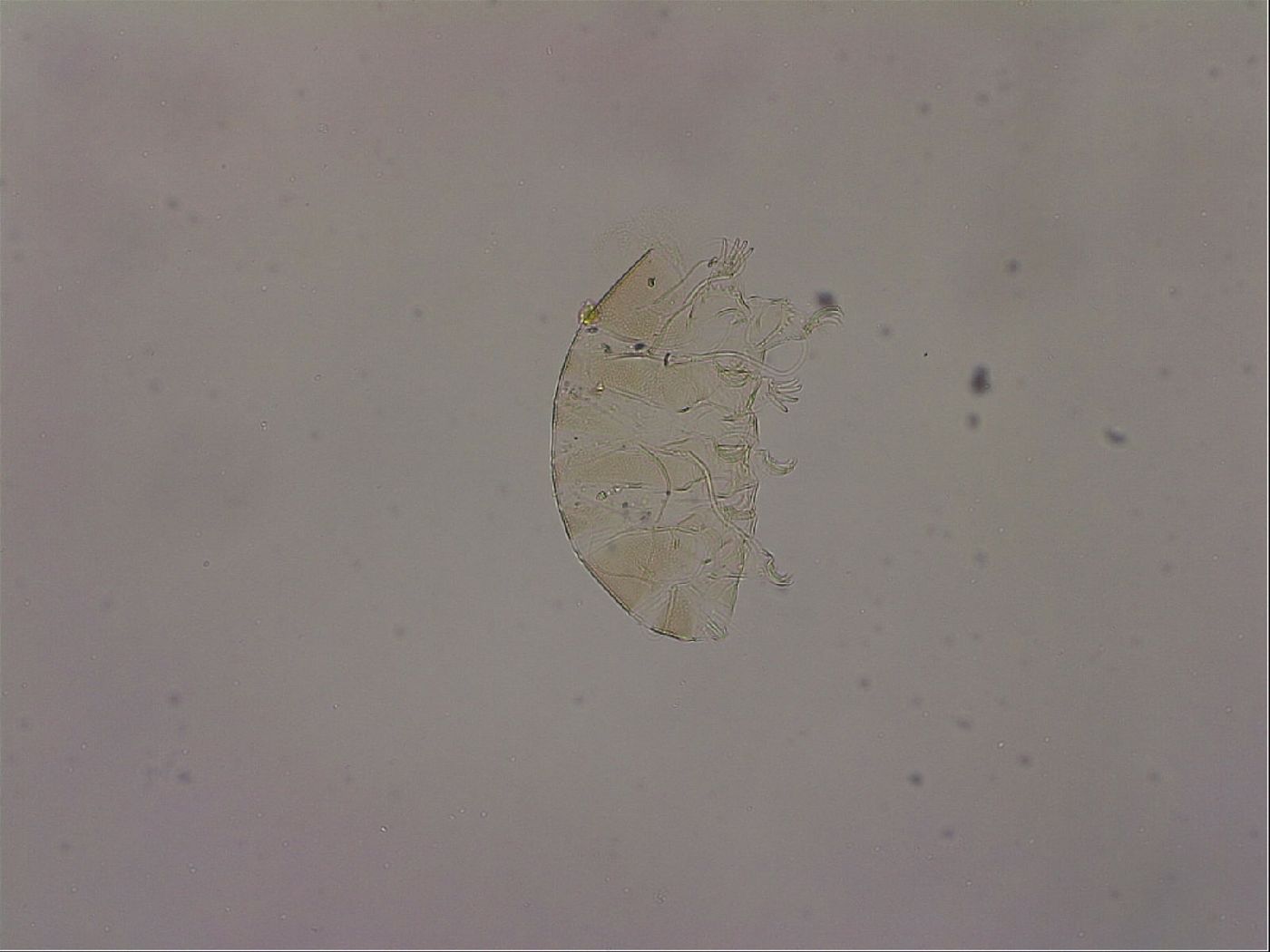 Testechiniscus laterculus image