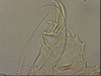 Testechiniscus laterculus image