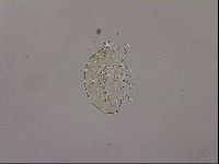 Testechiniscus laterculus image