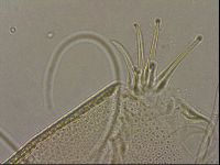 Testechiniscus laterculus image