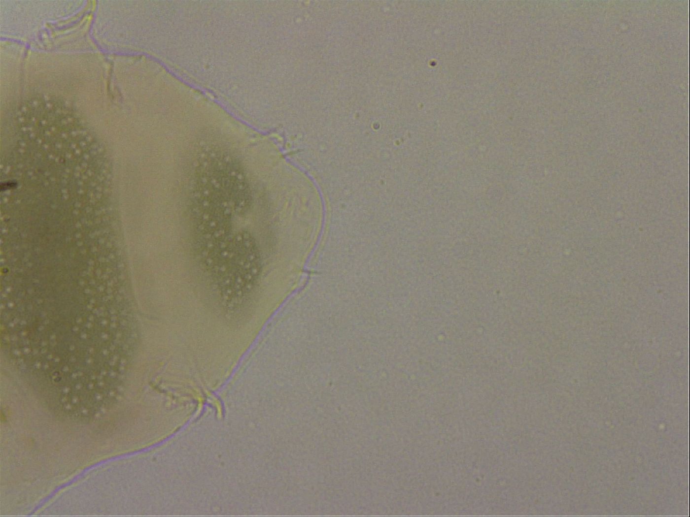 Echiniscus marginoporus image