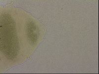 Echiniscus marginoporus image