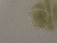Echiniscus marginoporus image