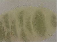 Echiniscus marginoporus image