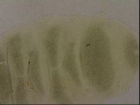 Echiniscus marginoporus image