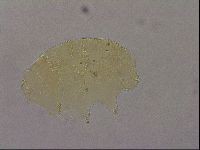 Echiniscus marginoporus image