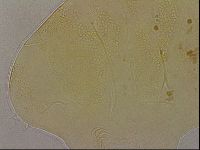 Echiniscus marginoporus image