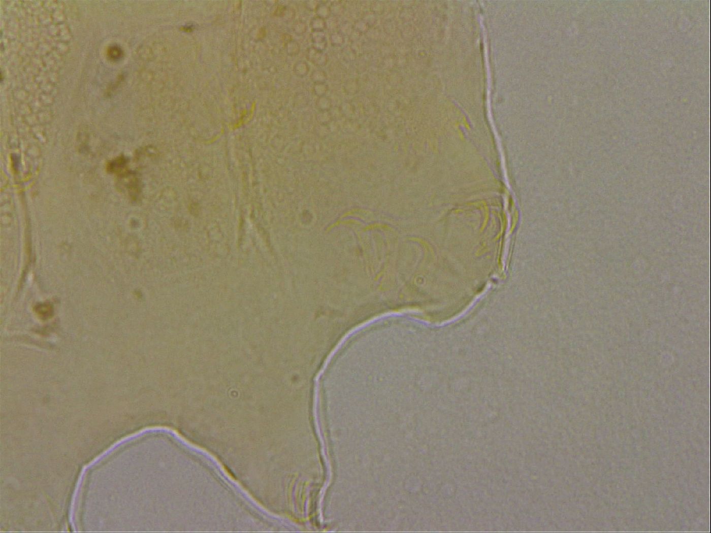 Echiniscus marginoporus image