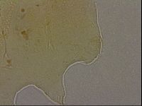 Echiniscus marginoporus image