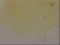 Echiniscus marginoporus image