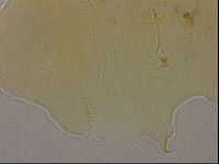 Echiniscus marginoporus image