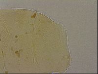 Echiniscus marginoporus image