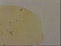Echiniscus marginoporus image