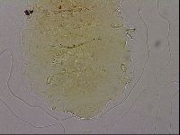 Echiniscus marginoporus image
