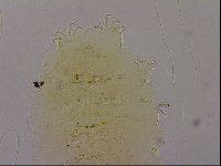 Echiniscus marginoporus image