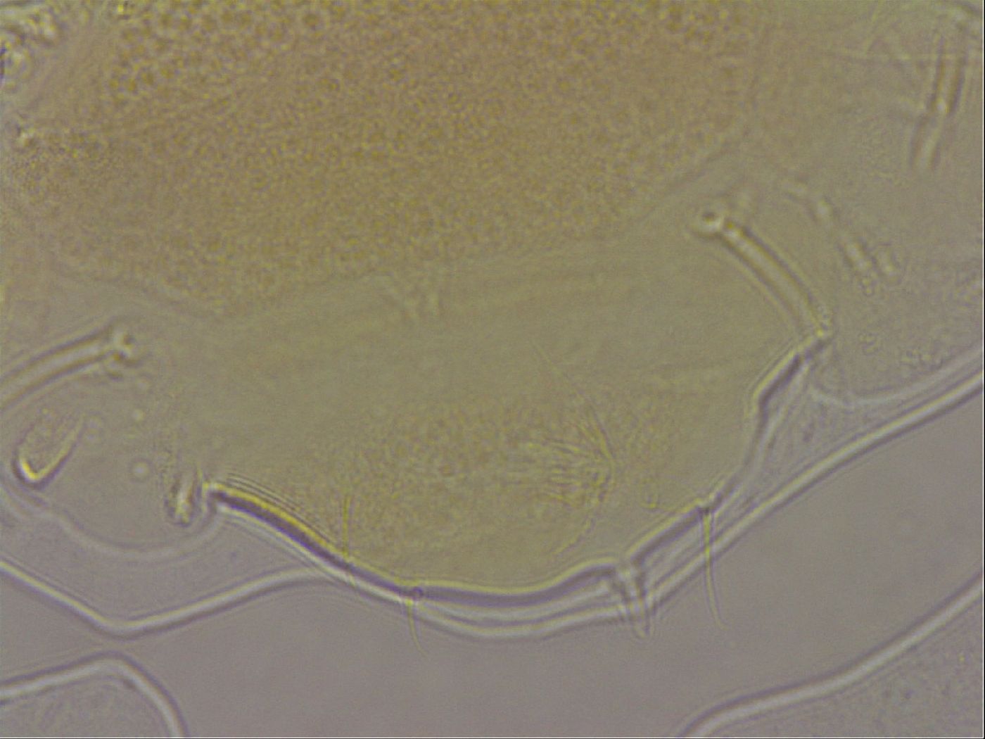 Echiniscus marginoporus image