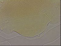 Echiniscus marginoporus image
