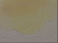 Echiniscus marginoporus image