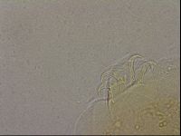 Echiniscus marginoporus image