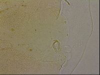 Echiniscus marginoporus image