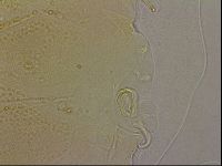 Echiniscus marginoporus image
