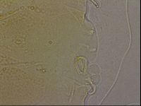 Echiniscus marginoporus image