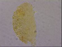Echiniscus marginoporus image