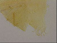 Echiniscus marginoporus image