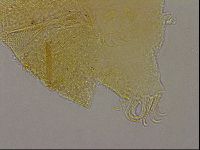 Echiniscus marginoporus image