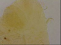 Echiniscus marginoporus image