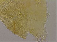 Echiniscus marginoporus image