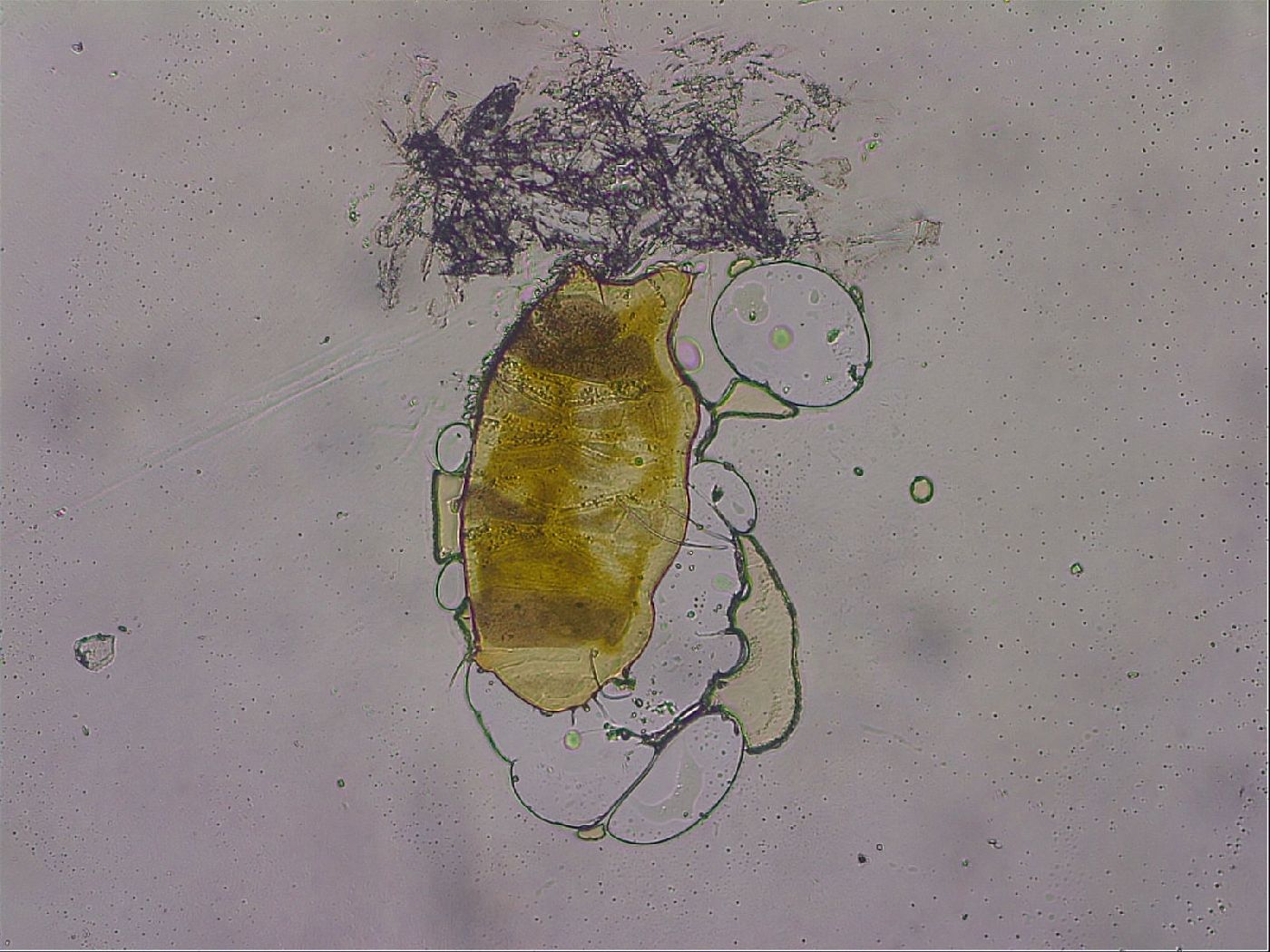 Echiniscus mediantus image