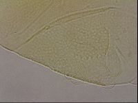 Echiniscus wendti image