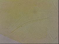 Echiniscus wendti image