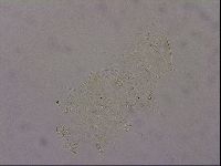 Echiniscus merokensis image