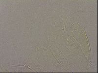 Echiniscus merokensis image