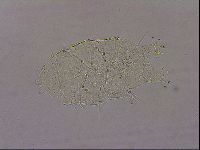 Echiniscus merokensis suecicus image