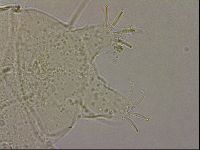 Echiniscus merokensis suecicus image