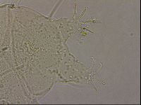 Echiniscus merokensis suecicus image