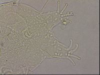 Echiniscus merokensis suecicus image