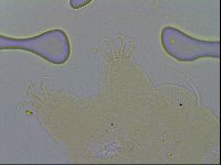 Echiniscus merokensis image
