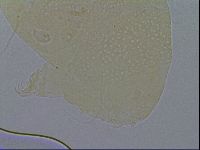 Echiniscus merokensis image