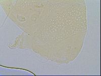 Echiniscus merokensis image