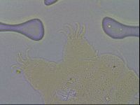 Echiniscus merokensis image