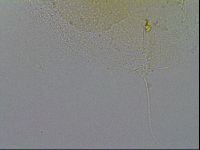 Echiniscus merokensis image